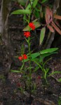 Striga asiatica