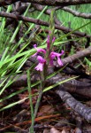 Striga bilabiata