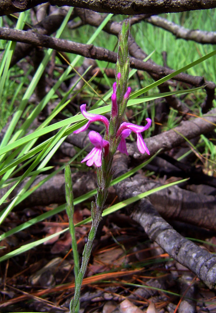 Striga bilabiata