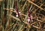 Striga bilabiata