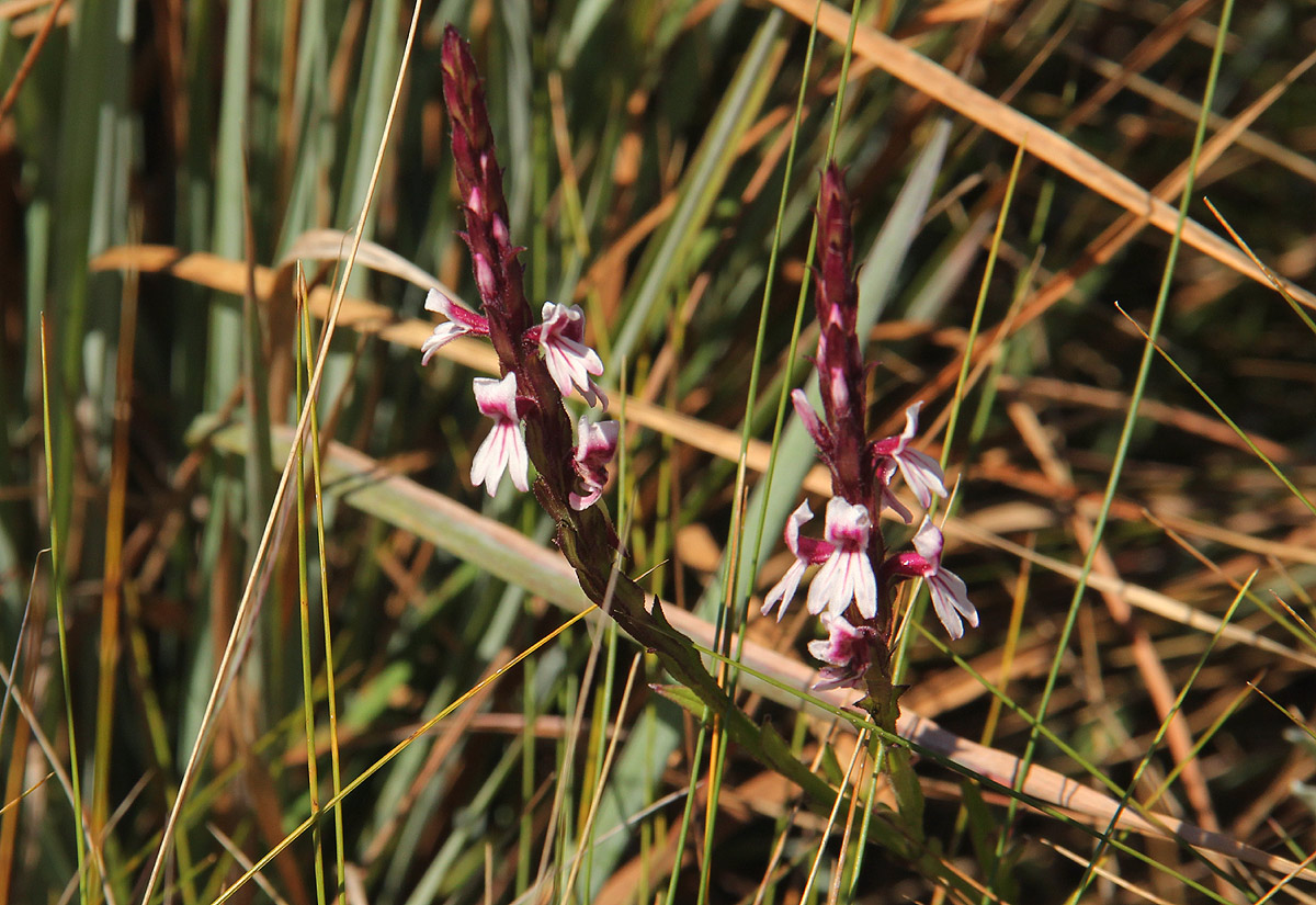 Striga bilabiata