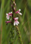 Striga bilabiata