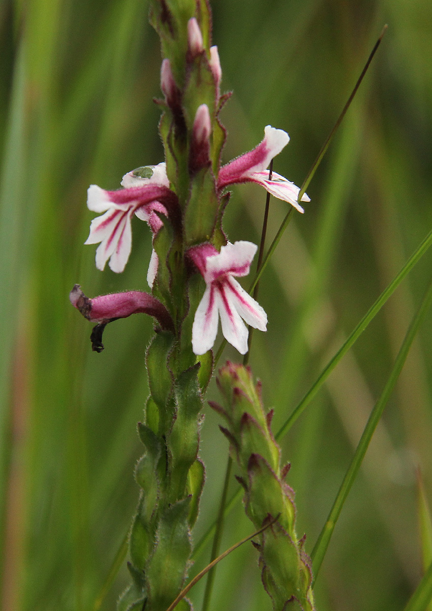 Striga bilabiata