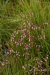 Striga bilabiata