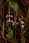 Striga bilabiata