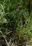 Striga bilabiata