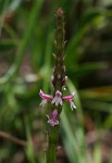 Striga bilabiata