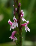 Striga bilabiata