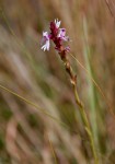 Striga bilabiata