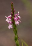 Striga bilabiata