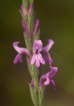 Striga bilabiata
