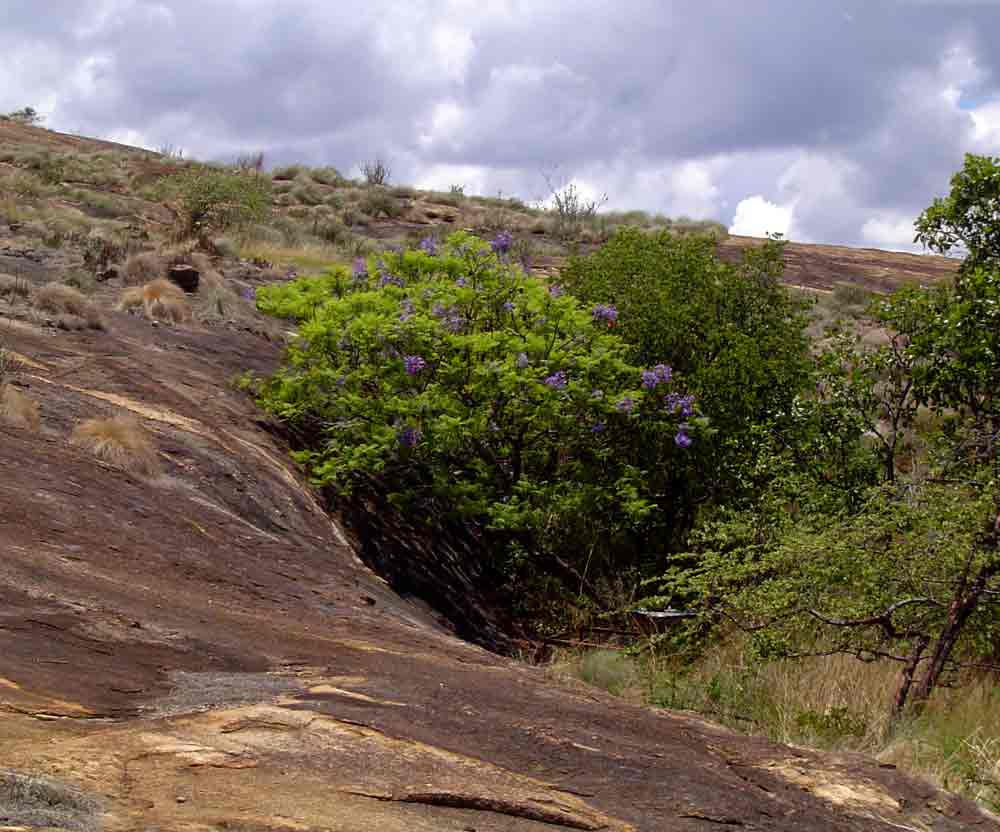 Jacaranda mimosifolia