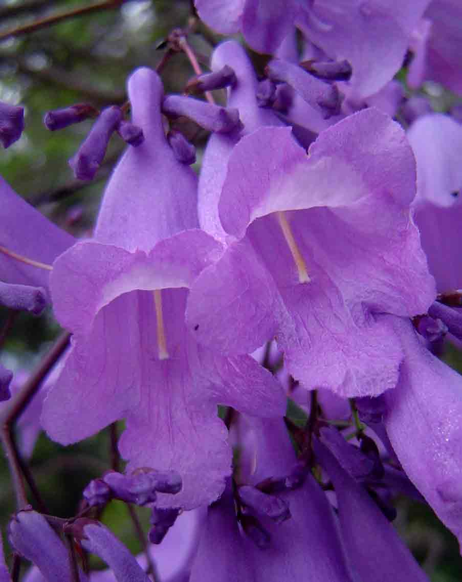 Jacaranda mimosifolia