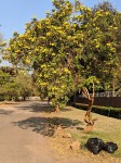 Tecoma stans
