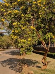Tecoma stans