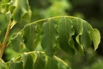 Markhamia obtusifolia