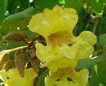 Markhamia obtusifolia