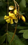 Markhamia obtusifolia