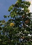Markhamia obtusifolia