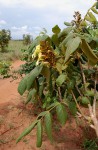 Markhamia obtusifolia