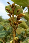 Markhamia obtusifolia