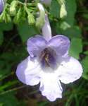 Streptocarpus eylesii subsp. eylesii