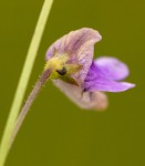 Genlisea hispidula
