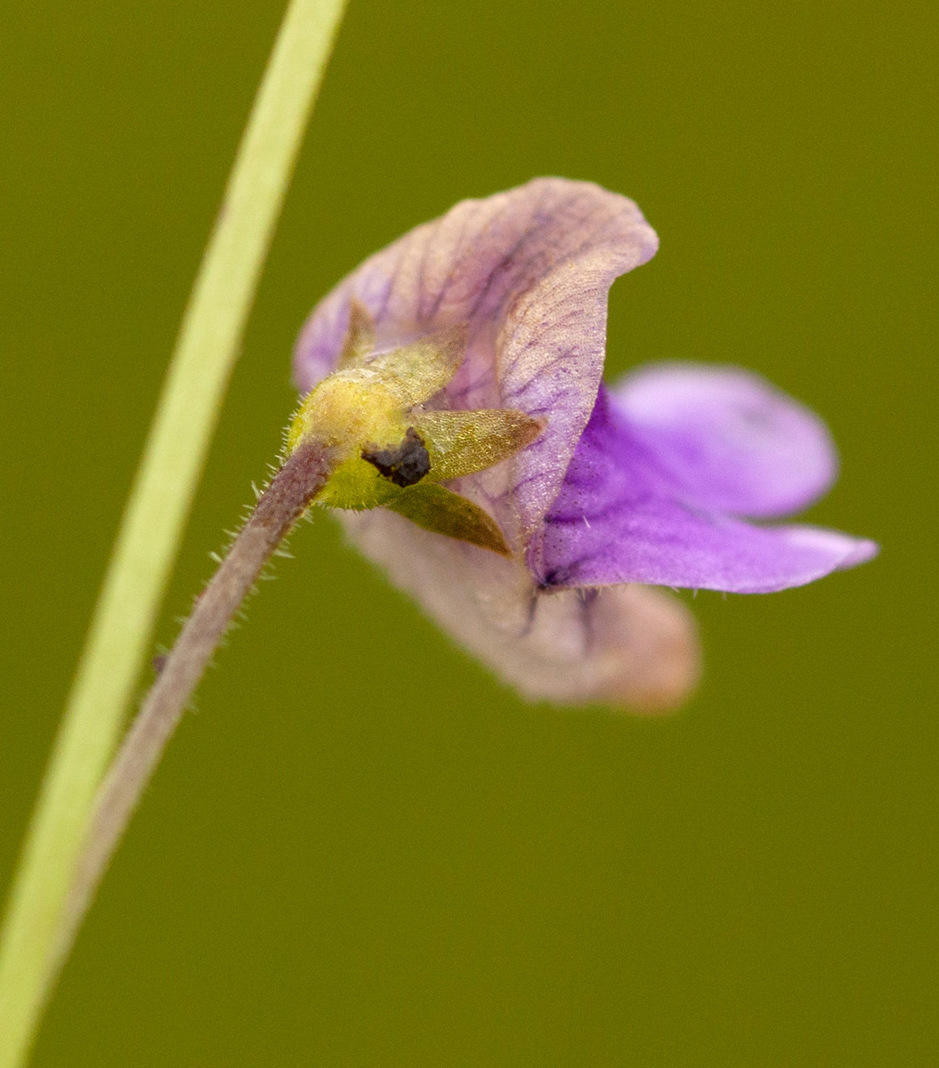 Genlisea hispidula