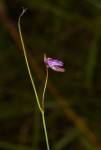 Genlisea hispidula