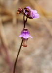 Genlisea hispidula