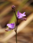 Genlisea hispidula