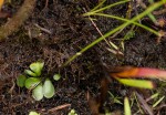 Genlisea hispidula