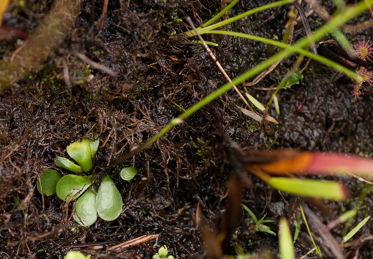 Genlisea hispidula