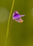 Genlisea hispidula