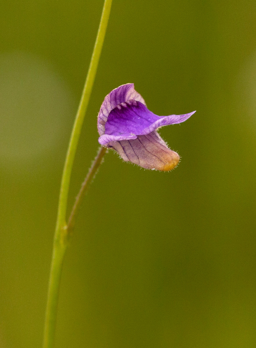 Genlisea hispidula