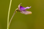 Genlisea hispidula