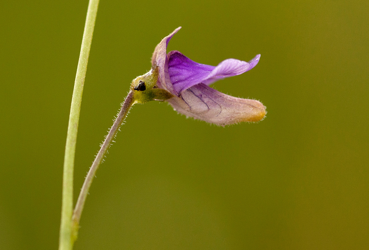 Genlisea hispidula