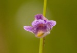Genlisea hispidula