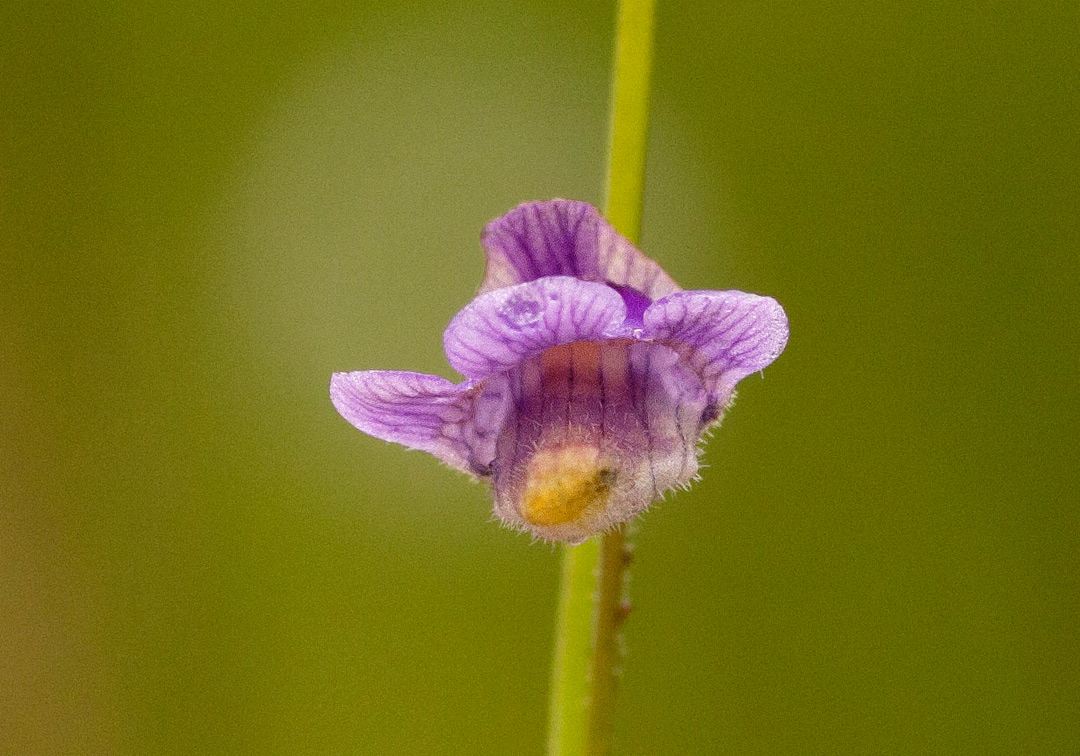 Genlisea hispidula