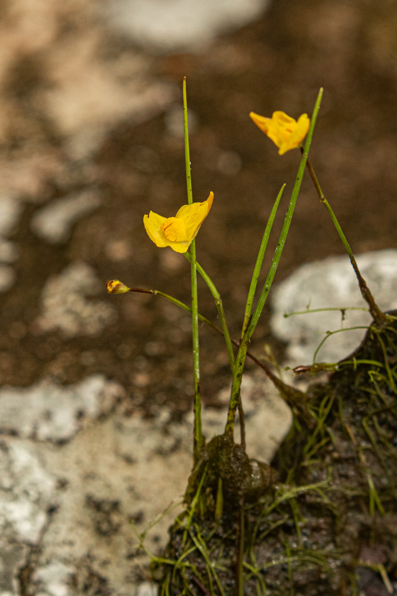 Utricularia gibba Utricularia gibba