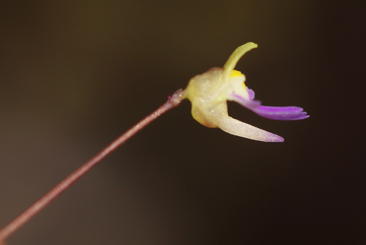 Utricularia pentadactyla
