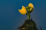 Utricularia stellaris
