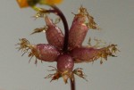 Utricularia stellaris