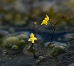 Utricularia subulata