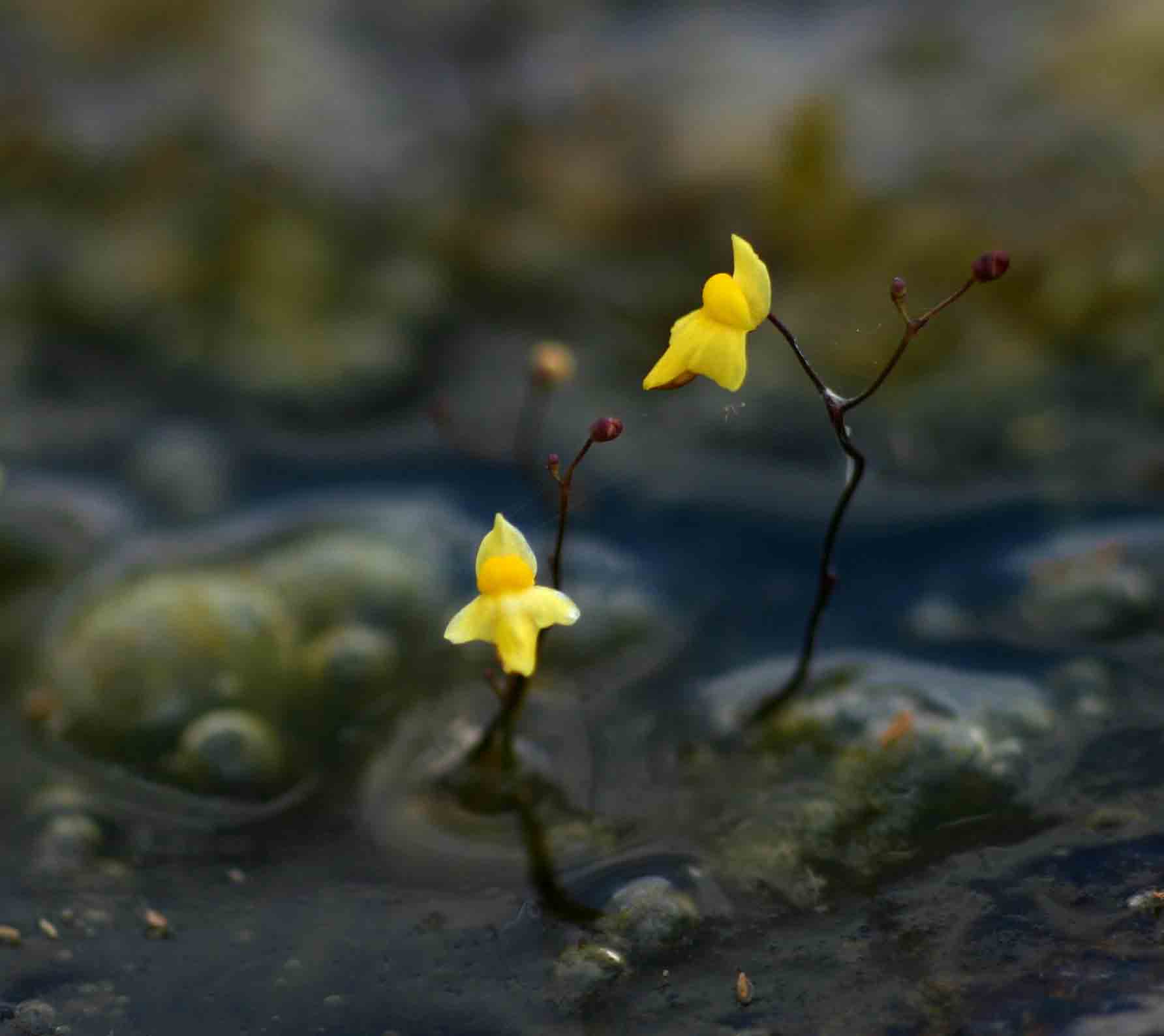 Utricularia subulata
