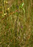 Utricularia tortilis