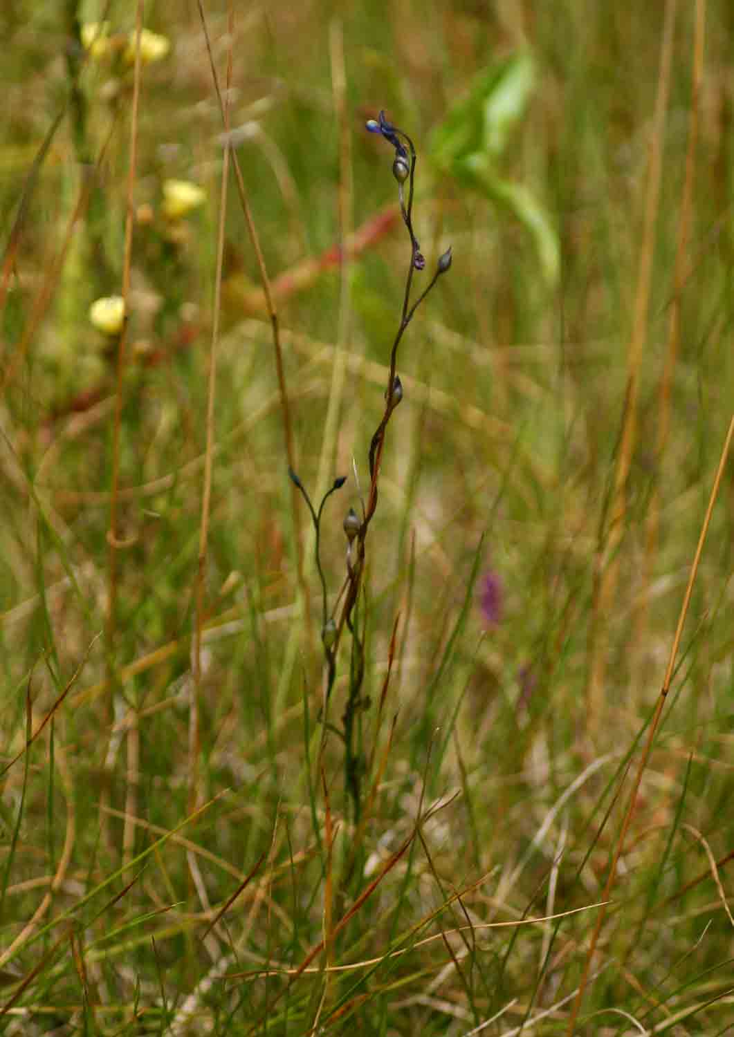 Utricularia tortilis