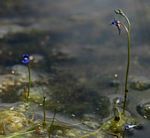 Utricularia tortilis