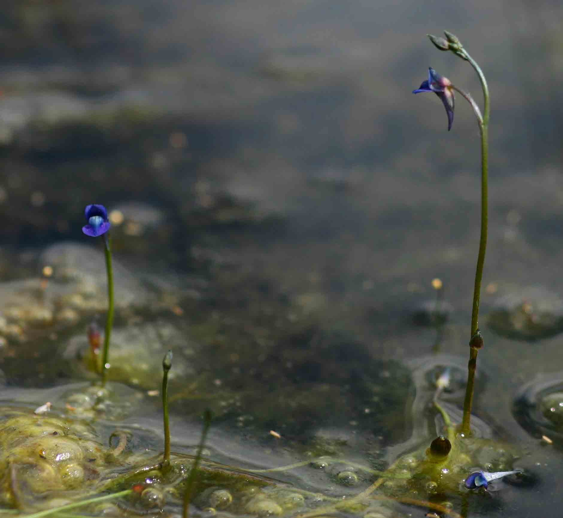 Utricularia tortilis