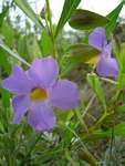 Thunbergia oblongifolia